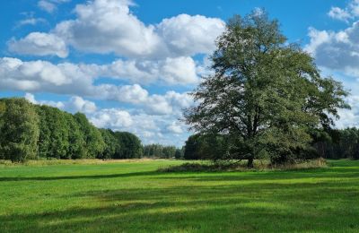 Herrenhaus/Gutshaus kaufen 18461 Grenzin, Mecklenburg-Vorpommern, Wiese links