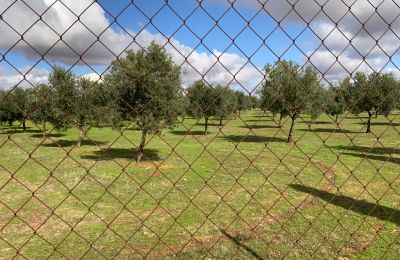 Landsted til salgs Almagro, Almagro, Castilla-La Mancha, Tomt