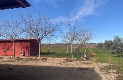 Landsted til salgs Almagro, Almagro, Castilla-La Mancha, Propiedad con almendros