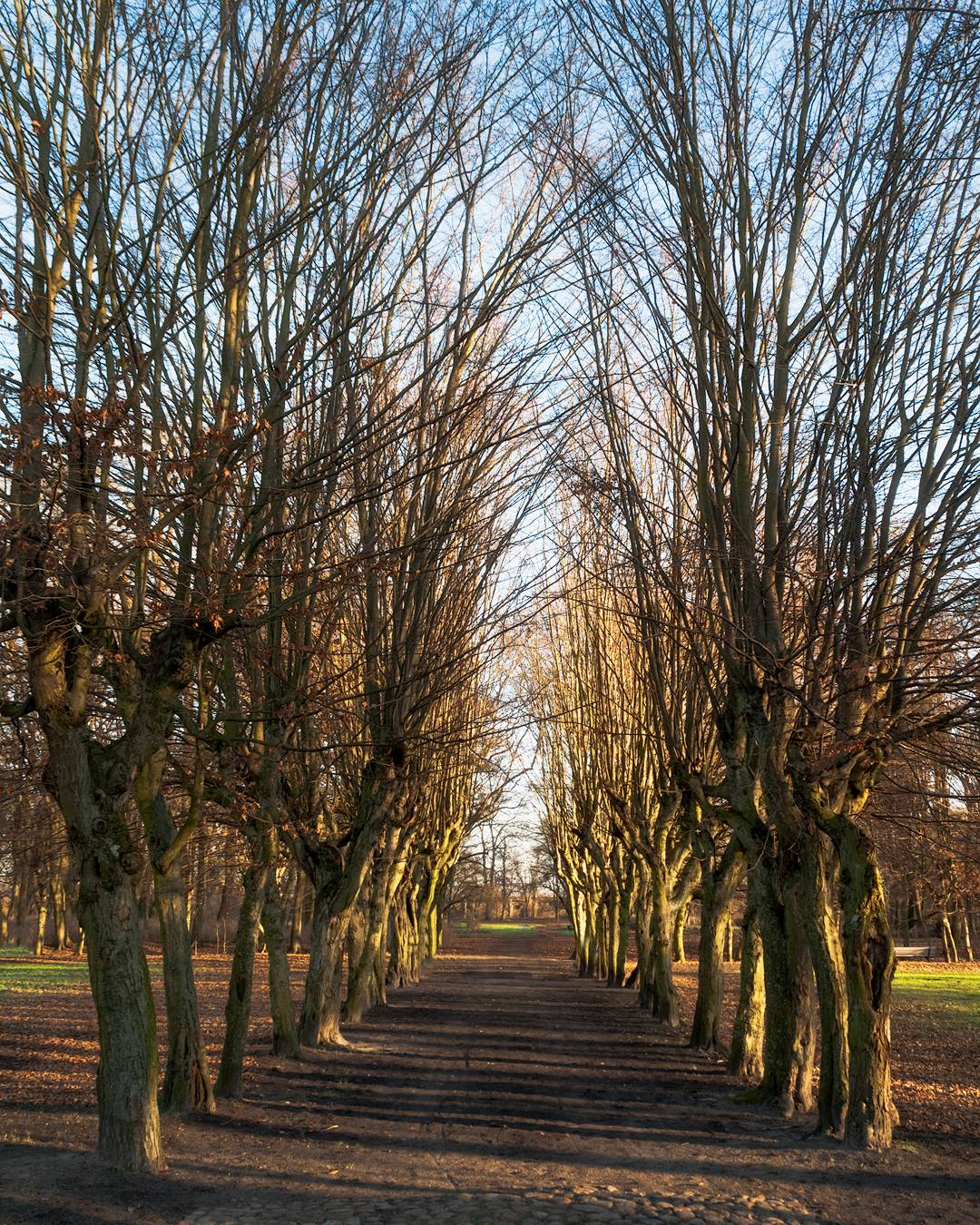 Hainbuche, Allee, Schloss in Sobota